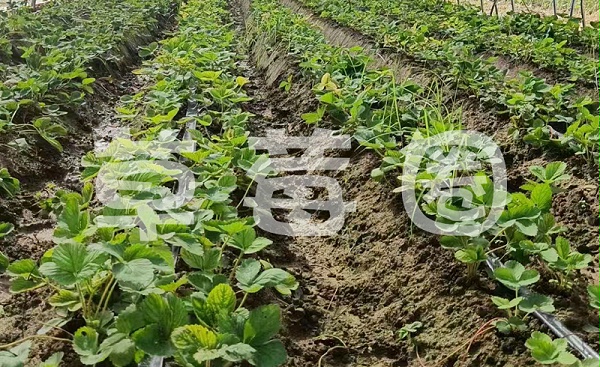 草莓移栽后如何浇水图二