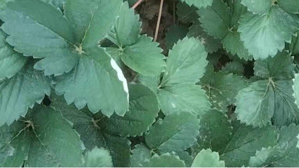 草莓施肥 草莓施肥