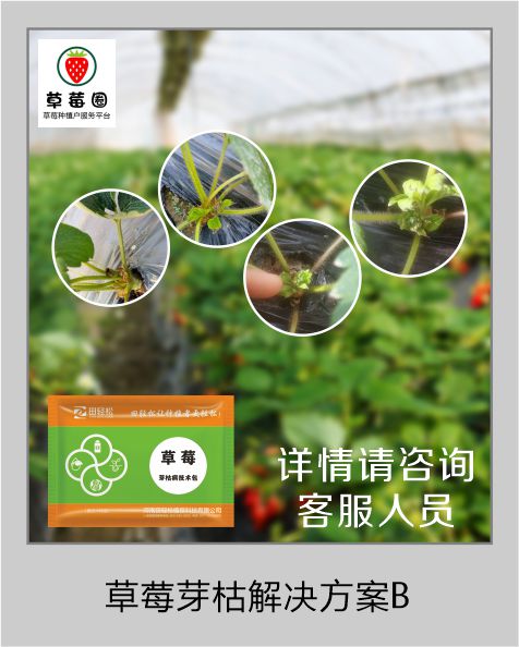 草莓圈草莓芽枯病解决方案