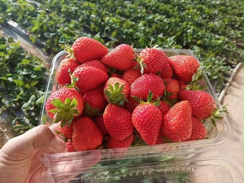 草莓圈-草莓全程施肥解决方案