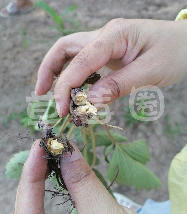 草莓黄萎病根部的症状