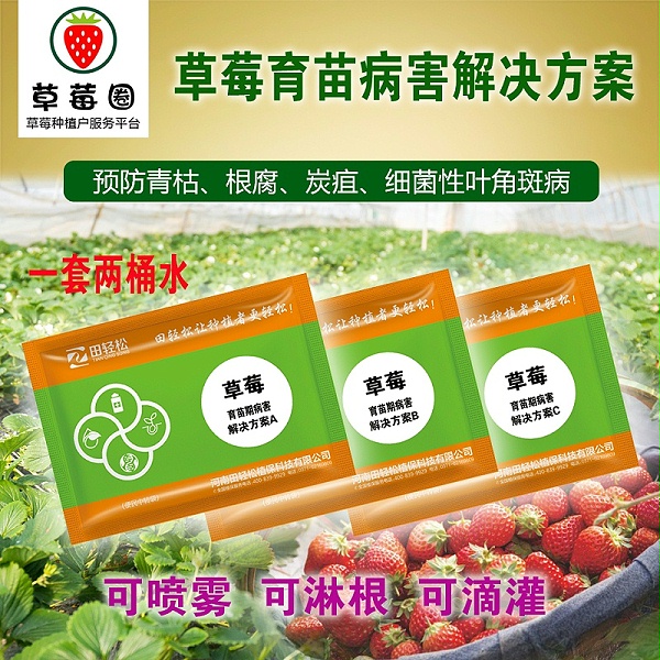 草莓圈草莓育苗病害解决方案