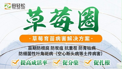 育苗期间都要预防哪些病害？