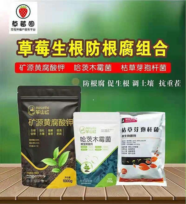 草莓圈生根防根腐组合