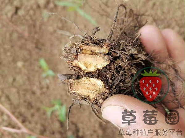 草莓炭疽病