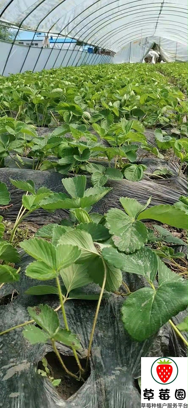 草莓苗种植技术