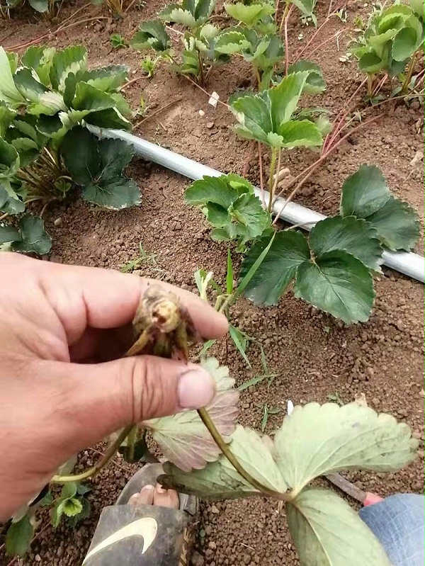 草莓炭疽病