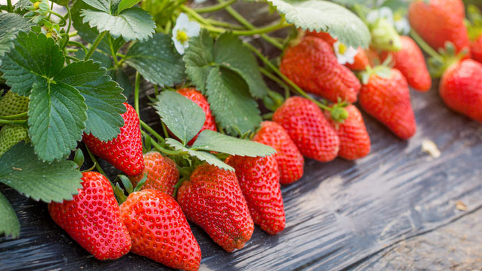 草莓种苗方案