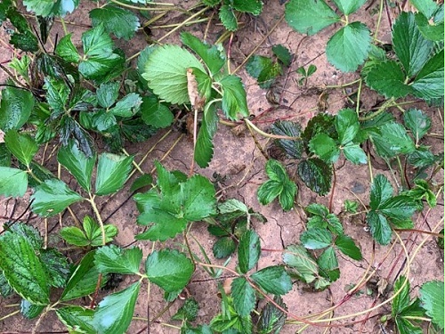 草莓苗断根移植育苗方案确保秧苗健硕