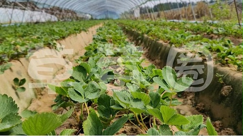 草莓移栽后哪些措施可以促进草莓花芽分化