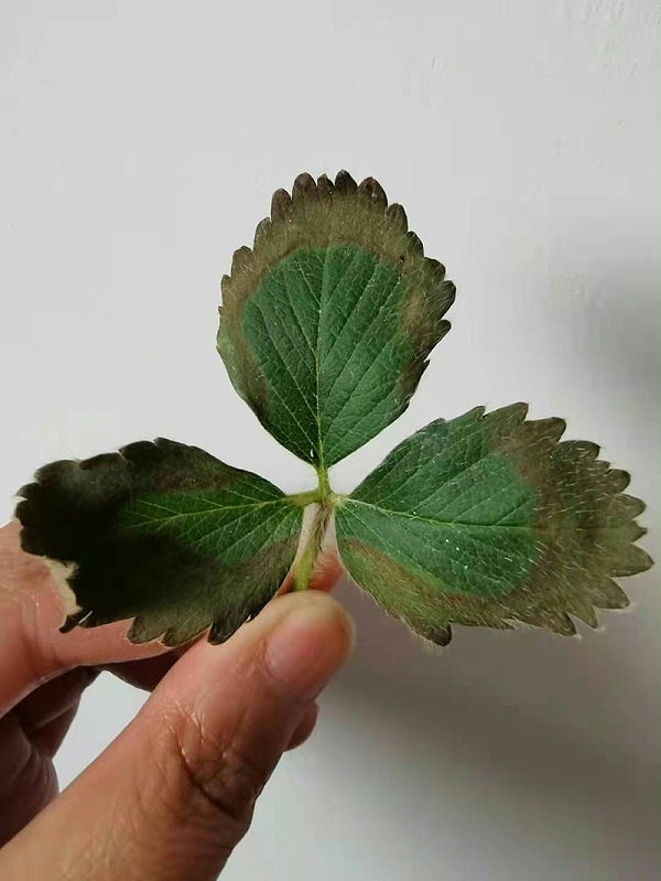 草莓叶子边缘发黑干枯