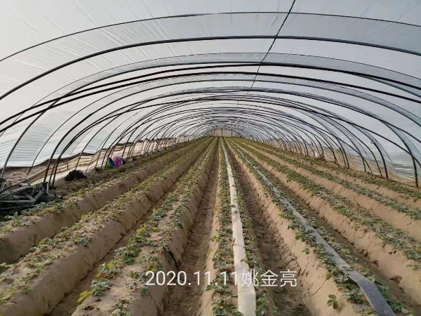 草莓苗移栽种植中各时期追肥方案 草莓苗移栽种植中各时期追肥方案