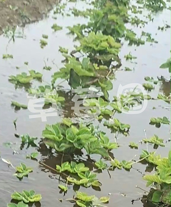 雨后草莓育苗田二