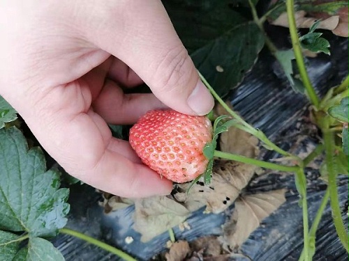 草莓蜗牛解决方案