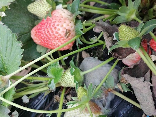 草莓圈草莓灰霉病解决方案