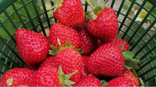 奶油草莓是什么品种？