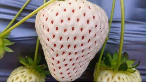 白草莓品种都有哪些?草莓圈整理新优白草莓品种