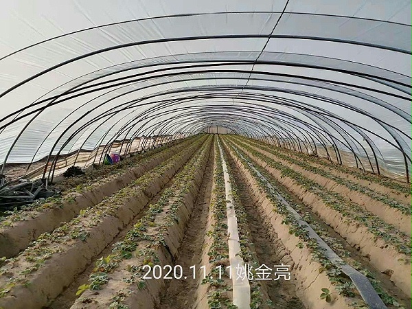 草莓移栽抗重茬