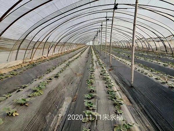 草莓移栽抗重茬