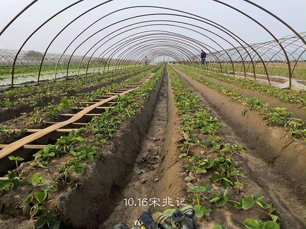 草莓移栽抗重茬