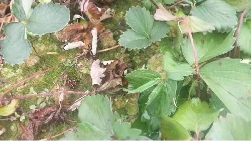 草莓芽枯病嫩芽发病用什么药预防效果好呢