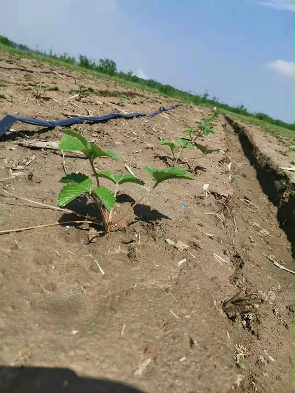 草莓育苗技术分享 5月分四大管理要点 关注草莓圈 轻松种草莓