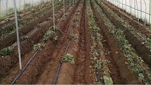 草莓底肥施肥技术农家肥究竟怎么发酵好？