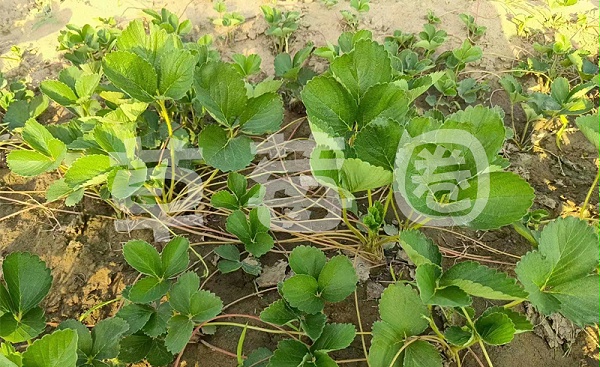 育苗期复合肥水溶肥图一