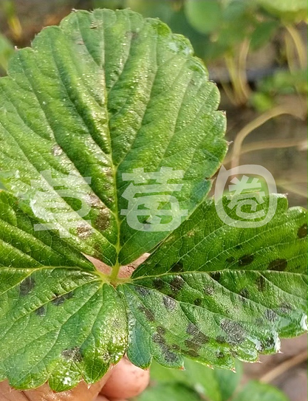 草莓炭疽病叶片症状