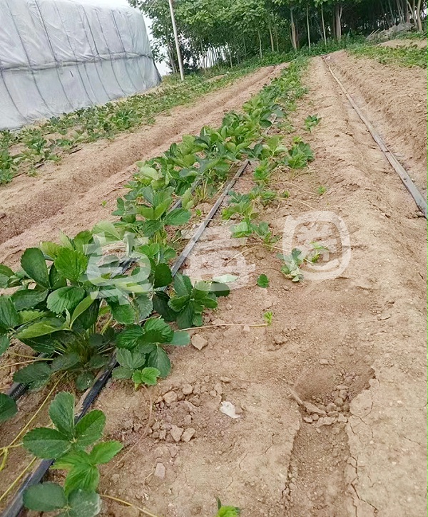 草莓育苗中后期图一