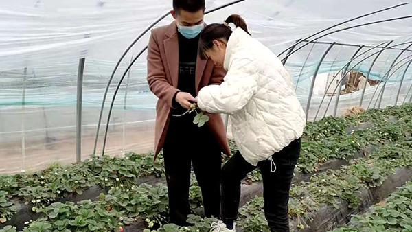 草莓解决方案包