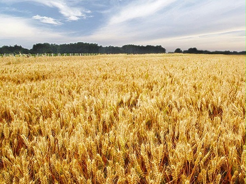 小麦防病增产第一遍（分蘖期）解决方案
