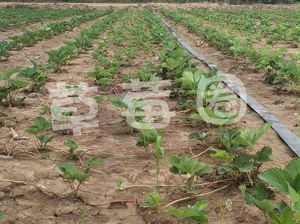 草莓育苗6月份管理要点一