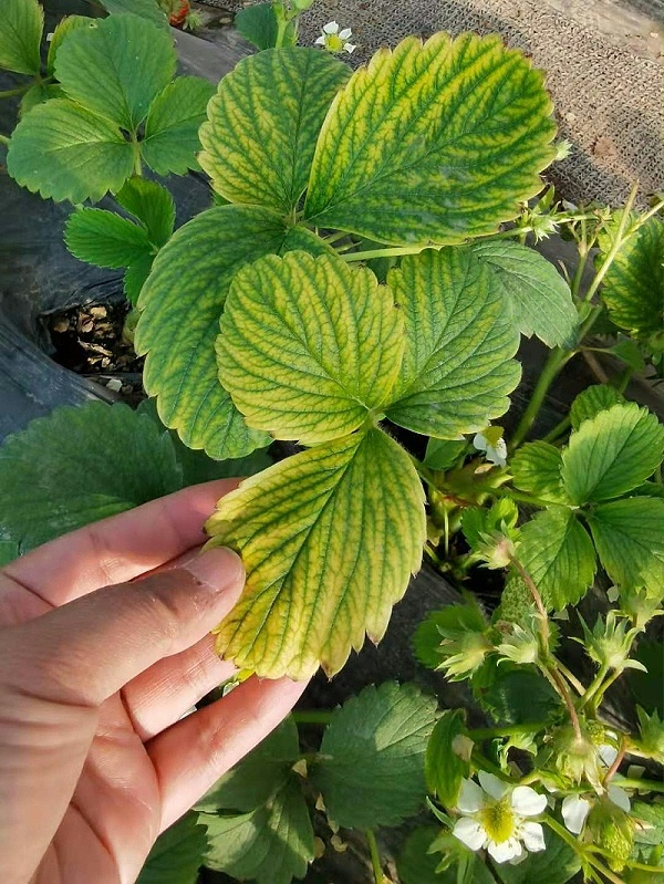 草莓缺素症状