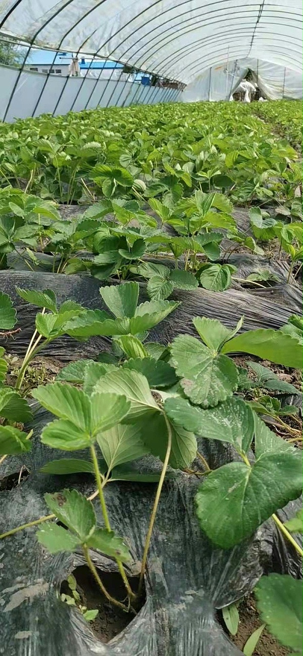 草莓苗种植技术