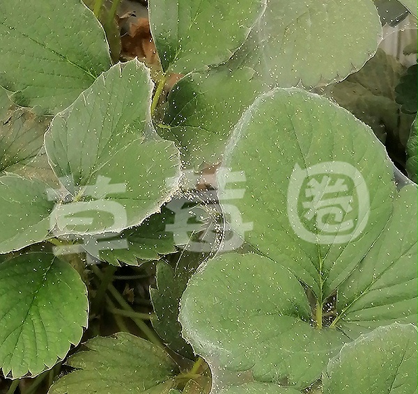 草莓红蜘蛛