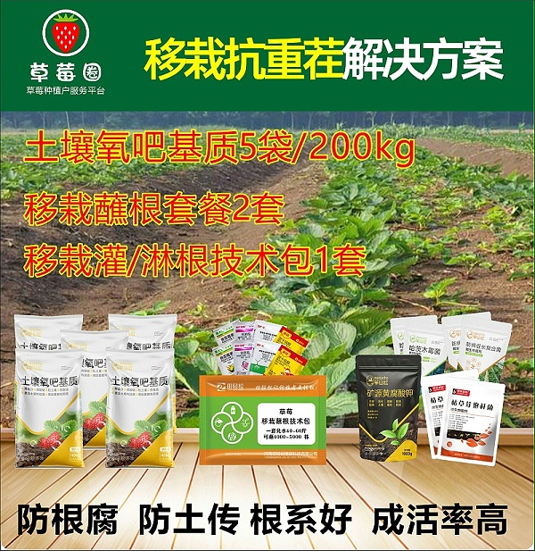 草莓抗重茬 草莓抗重茬