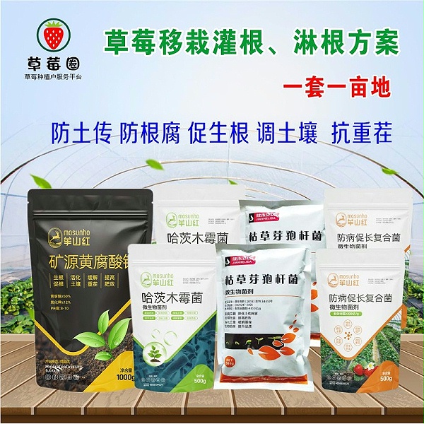 草莓苗灌根方案 草莓苗灌根方案
