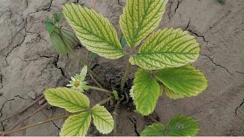 草莓苗种植技术草莓黄萎病多地爆发草莓圈告诉你防治方法
