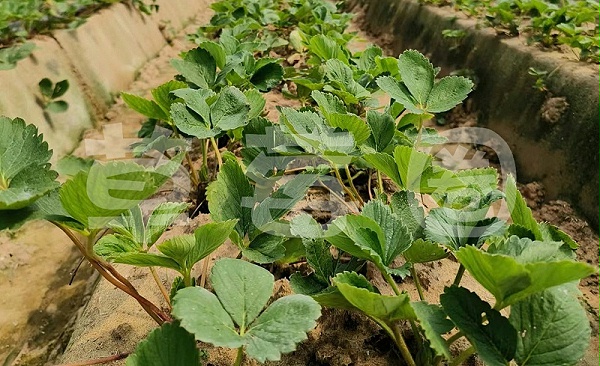 微生物菌剂在草莓上什么时候使用效果更好图二