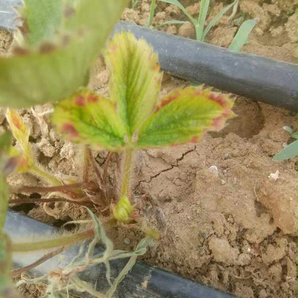 黄萎病 黄萎病