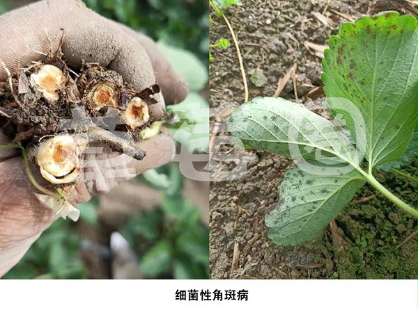 草莓细菌性角斑病症状