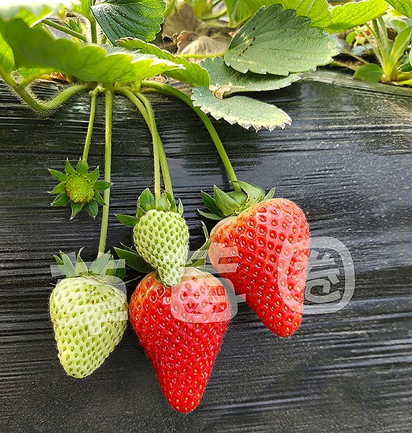 品种的选择三