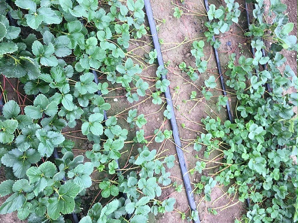 草莓苗种植技术