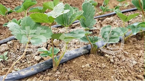 草莓大棚种植土壤盐渍化原因及解决措施