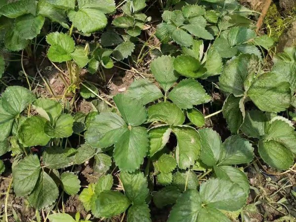 草莓苗种植技术