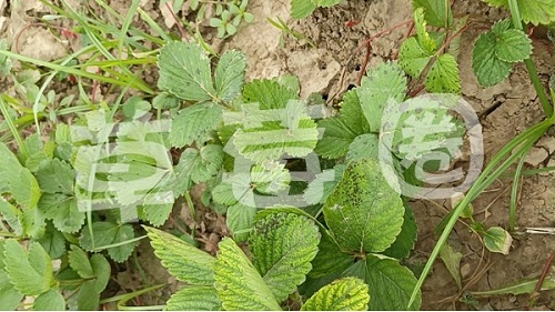 草莓育苗中后期炭疽病防治攻略
