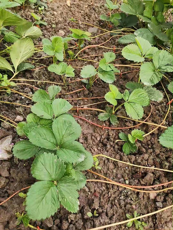 草莓苗匍匐茎繁殖要点 草莓苗匍匐茎繁殖要点