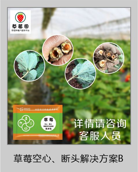 草莓圈草莓空心病解决方案