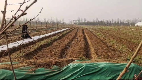 草莓育苗前怎样消毒?